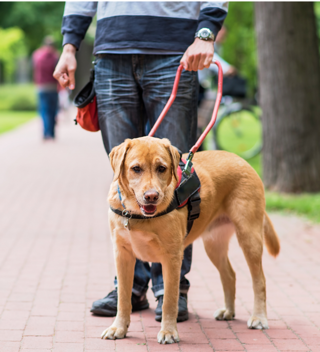 Say “No” To Dog Parks: Here’s Why & Better Alternatives | Courteous Canine