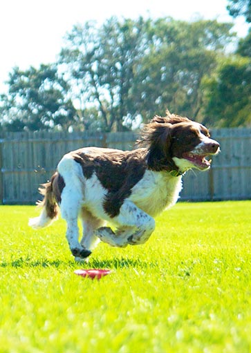 Lure course for dogs Free Stock Photos, Images, and Pictures of