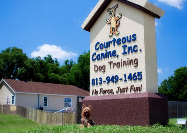 Backyard Agility - Dog Training Class in RI — Courteous Canine