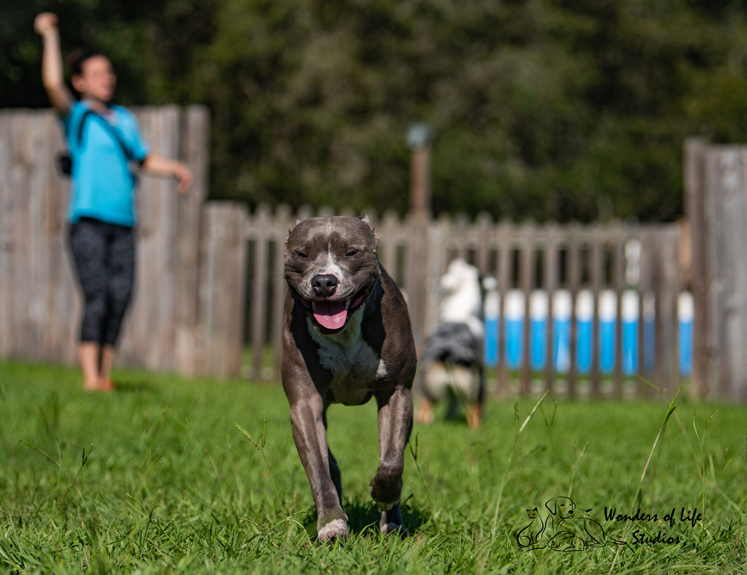 dog daycare tampa at courteous canine