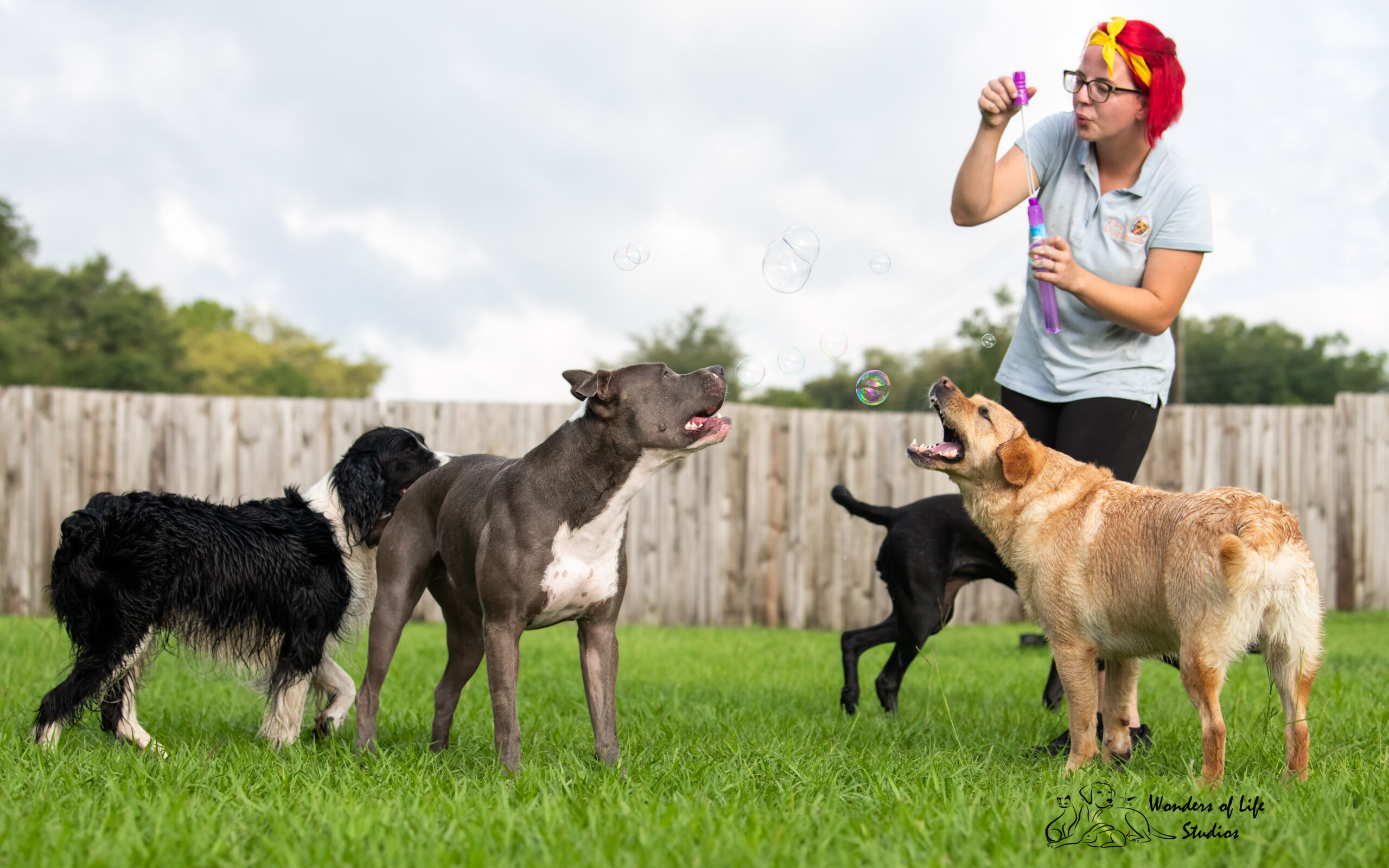 tampa doggie day care at courteous canine