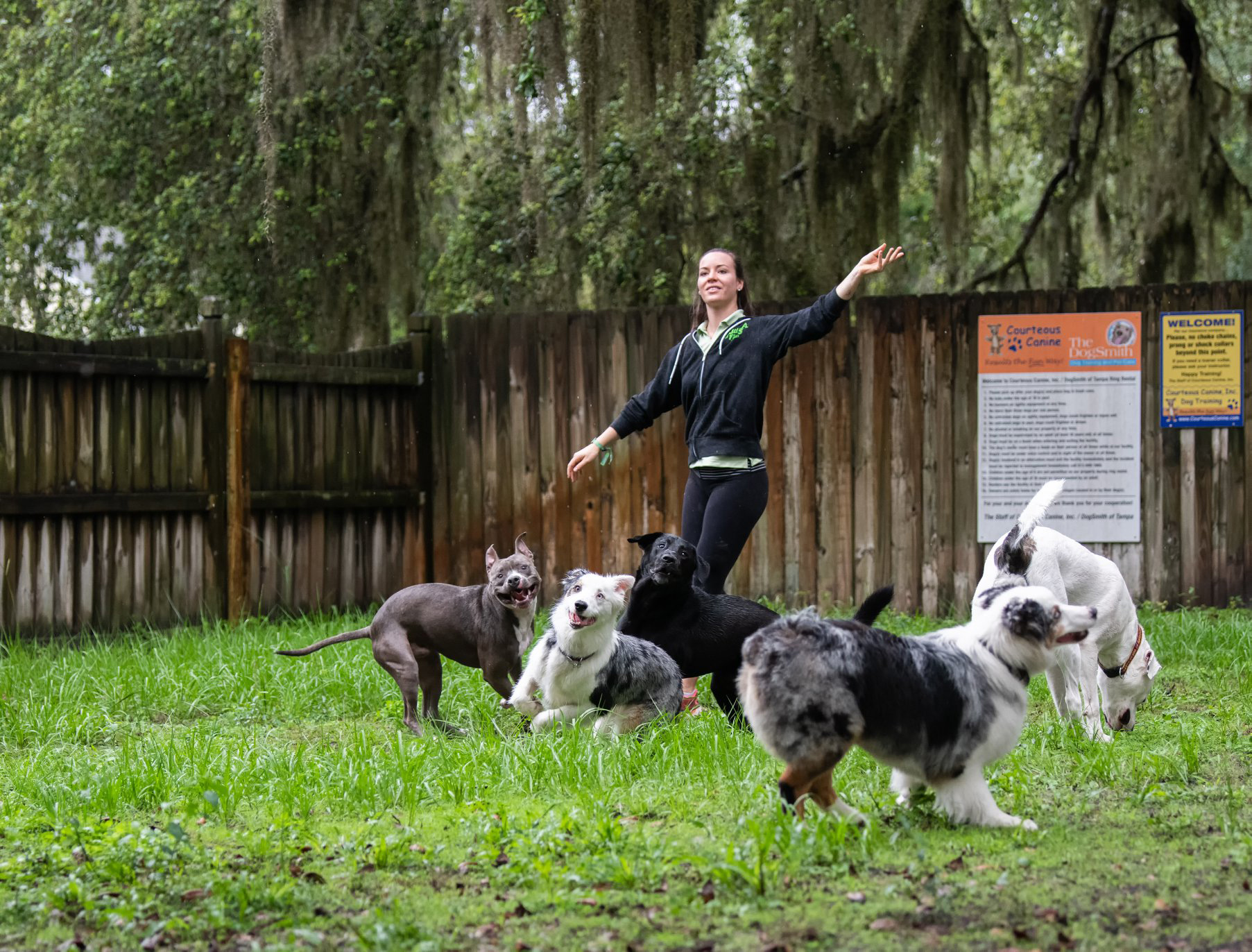 dog daycare tampa - daycare for dogs at courteous canine