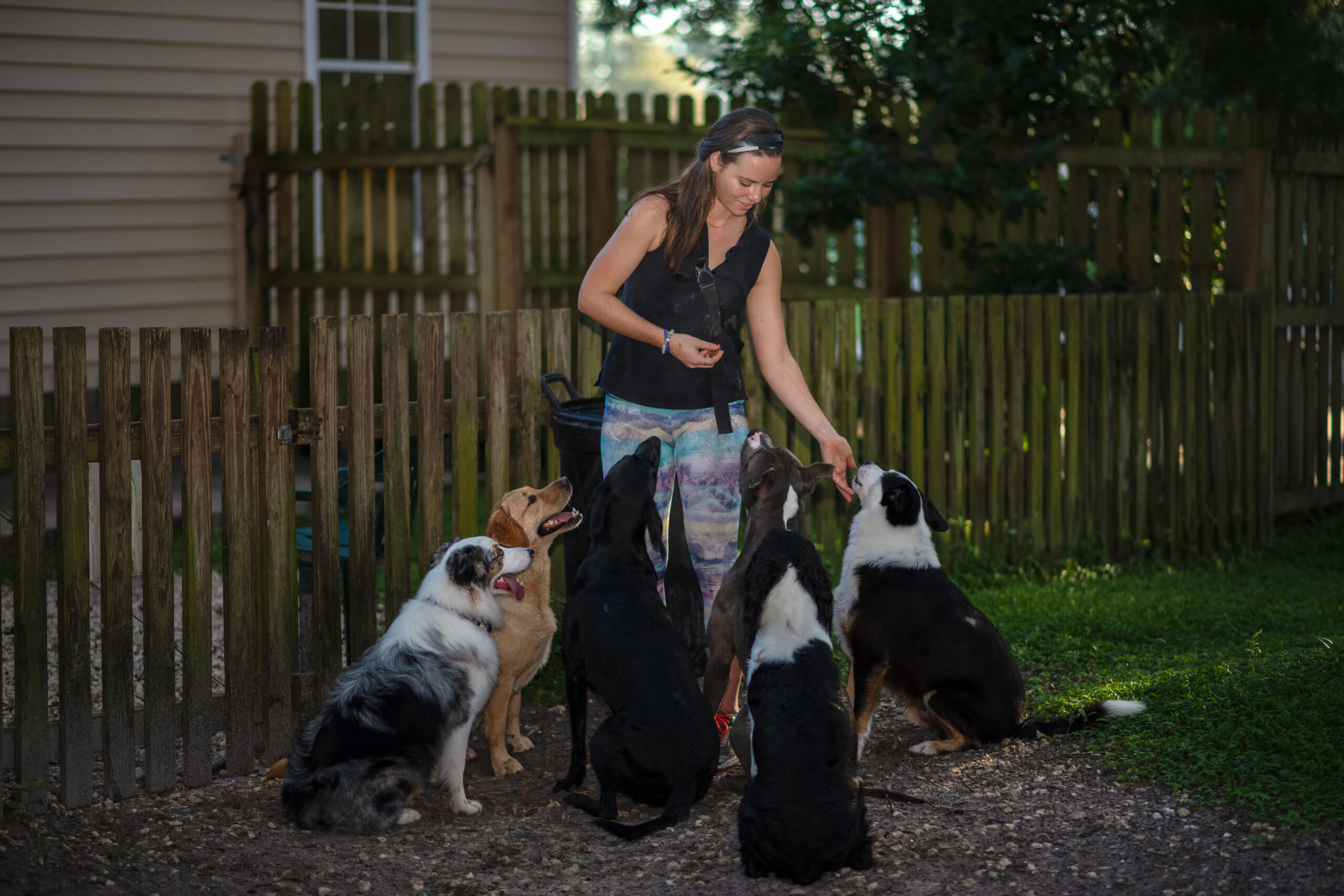 dog training services in Tampa dog daycare Dogs sit around staff member in a semi circle patiently waiting for treats